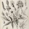 Floral Sepia