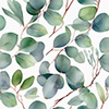 Eucalyptus